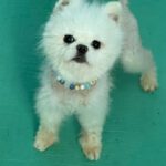 Pomeranian Muñeco, 09/2021, ca. 25 cm, 90542 Ecketal