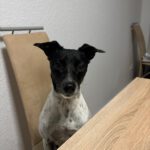 Bodeguero-Mischling Nadine, 04/2019, ca. 40 cm, 67655 Kaiserslautern