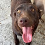 Labrador Nela, 02/2023, ca. 50 cm