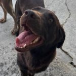 Labrador Nela, 02/2023, ca. 50 cm
