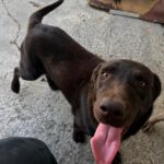 Labrador Nela, 02/2023, ca. 50 cm