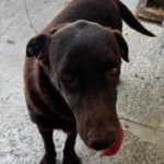 Labrador Nela, 02/2023, ca. 50 cm