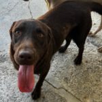 Labrador Nela, 02/2023, ca. 50 cm
