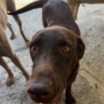 Labrador Nela, 02/2023, ca. 50 cm
