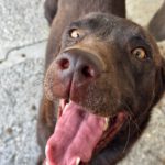 Labrador Nela, 02/2023, ca. 50 cm