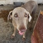 Weimaraner Niebla, 05/2018, ca. 65 cm
