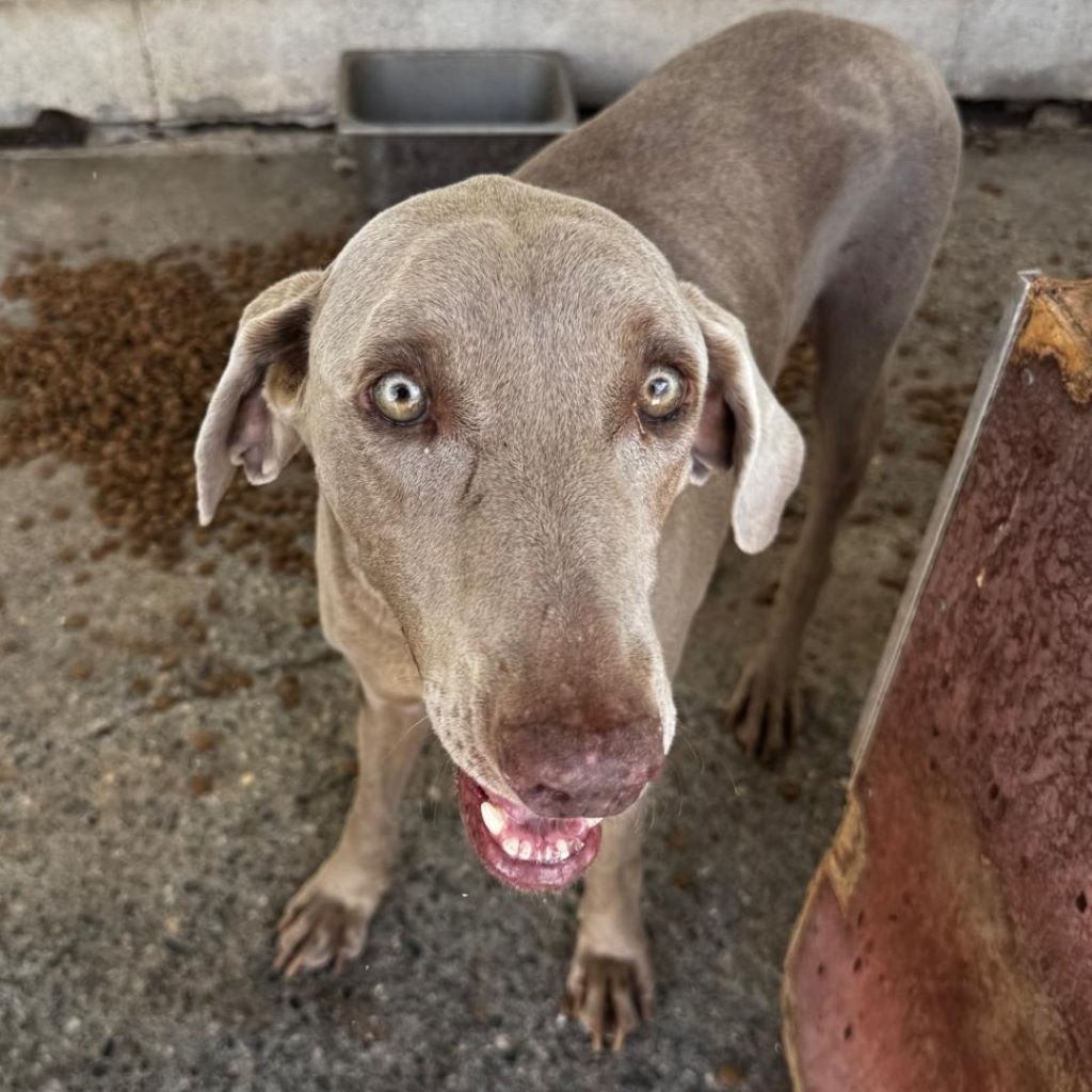Weimaraner Niebla, 05/2018, ca. 65 cm