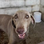 Weimaraner Niebla, 05/2018, ca. 65 cm