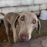 Weimaraner Niebla, 05/2018, ca. 65 cm