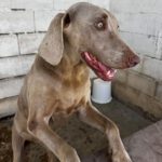 Weimaraner Niebla, 05/2018, ca. 65 cm