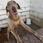 Weimaraner Niebla, 05/2018, ca. 65 cm