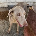 Weimaraner Niebla, 05/2018, ca. 65 cm