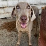 Weimaraner Niebla, 05/2018, ca. 65 cm
