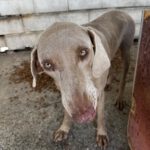Weimaraner Niebla, 05/2018, ca. 65 cm
