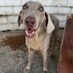 Weimaraner Niebla, 05/2018, ca. 65 cm
