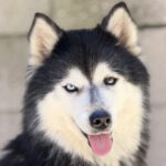 Pomsky Olivia, 11/2020, ca. 45 cm