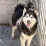 Pomsky Olivia, 11/2022, ca. 45 cm