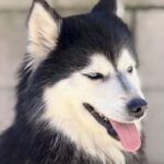 Pomsky Olivia, 11/2022, ca. 45 cm