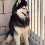Pomsky Olivia, 11/2022, ca. 45 cm