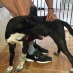 Mischling Oreo, 07/2025, ca. 45 cm