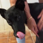 Mischling Oreo, 07/2025, ca. 45 cm