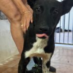 Mischling Oreo, 07/2025, ca. 45 cm
