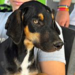 Podenco-Collie-Mischling Otto, 03/2026, Endgröße ca. 55 cm