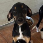 Podenco-Collie-Mischling Otto, 03/2026, Endgröße ca. 55 cm