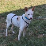 Podenco Pancho, 04/2013, ca. 40 cm, 74399 Walheim