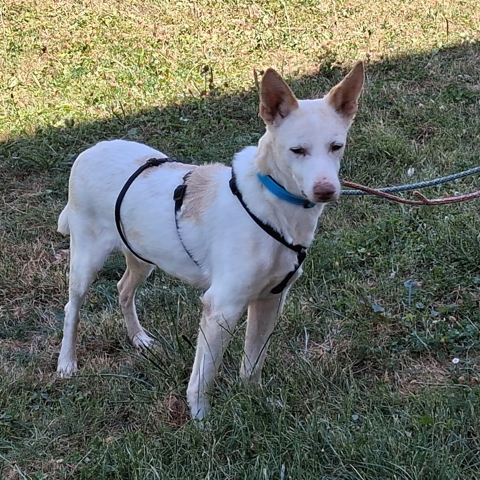 Podenco Pancho, 04/2013, ca. 40 cm, 74399 Walheim