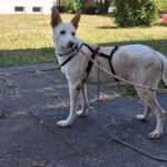Podenco Pancho, 04/2013, ca. 40 cm, 74399 Walheim