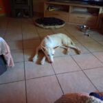 Podenco Pancho, 04/2013, ca. 40 cm, 74399 Walheim