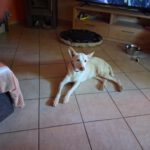 Podenco Pancho, 04/2013, ca. 40 cm, 74399 Walheim