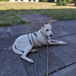 Podenco Pancho, 04/2013, ca. 40 cm, 74399 Walheim