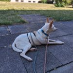 Podenco Pancho, 04/2013, ca. 40 cm, 74399 Walheim