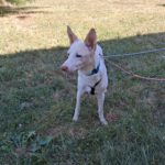 Podenco Pancho, 04/2013, ca. 40 cm, 74399 Walheim