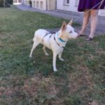 Podenco Pancho, 04/2013, ca. 40 cm, 74399 Walheim