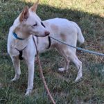 Podenco Pancho, 04/2013, ca. 40 cm, 74399 Walheim