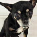 Chihuahua Pepa, 07/2015, ca. 25 cm