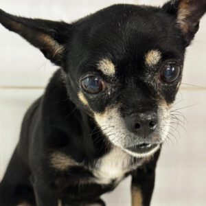 Chihuahua Pepa, 07/2015, ca. 25 cm