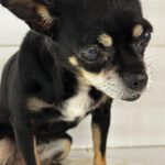 Chihuahua Pepa, 07/2015, ca. 25 cm