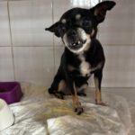 Chihuahua Pepa, 07/2015, ca. 25 cm