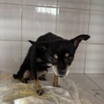 Chihuahua Pepa, 07/2015, ca. 25 cm