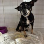 Chihuahua Pepa, 07/2015, ca. 25 cm