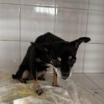 Chihuahua Pepa, 07/2015, ca. 25 cm