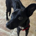 Podenco Philip, 10/2025, ca. 45 cm