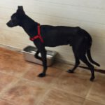 Podenco Philip, 10/2025, ca. 45 cm