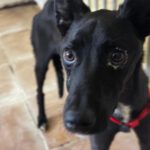 Podenco Philip, 10/2025, ca. 45 cm