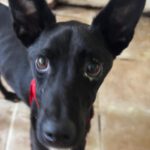 Podenco Philip, 10/2025, ca. 45 cm