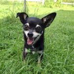 Chihuahua Pingo, 01/2020, ca. 20 cm, 25358 Horst